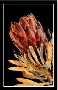 "Boxed Protea Flower"