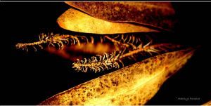 "Dry Leaf"