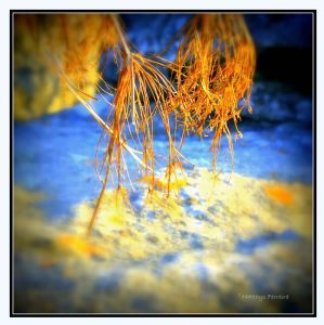 "Autumn Colours"
