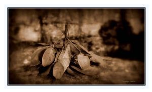 "Autumn"