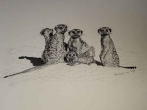 "Stokstertmeercats"