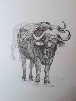"Makanyane Buffalo"