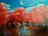 "Red Trees in Calm Water"