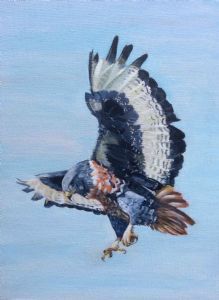 "Jackal Buzzard"