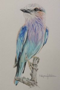 "Lilac Breasted Roller"