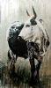 "Nguni Cow - Hester"