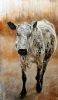 "Nguni Cow - Thelma"