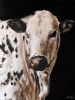 "Nguni Heifer - Eva"