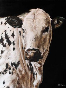 "Nguni Heifer - Eva"