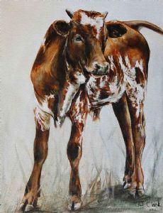 "Nguni Calf - Andre"