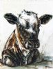 "Nguni Calf - Kootjie"
