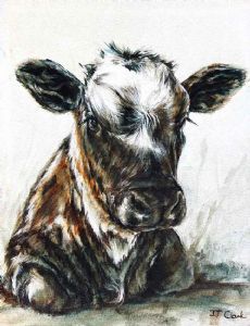 "Nguni Calf - Kootjie"