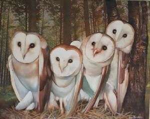 "Owls"