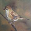 "Cape Reed Warbler"