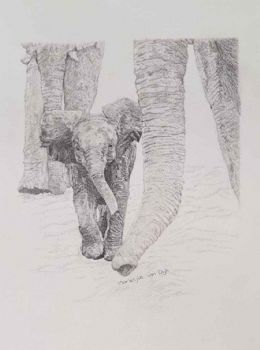 "Baby Elephant"