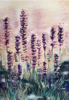 "Lavender Fields"