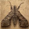 "Hawk Moth"