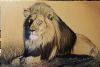 "Lion Resting"