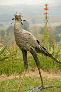"Secretary Bird 2 Livesize "
