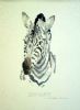 "Zebra "