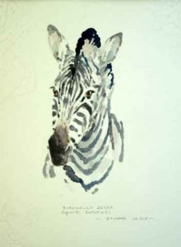 "Zebra "