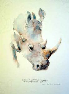 "Rhino "