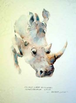 "Rhino "