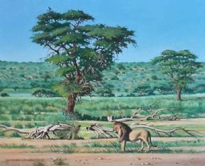 "Kgalagadi Lion"