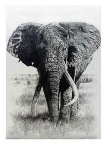 "Tsavo's magnificent 7,  WS_1 Wide Satao"