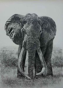 "Tsavo's Magnificent 7 Satao"