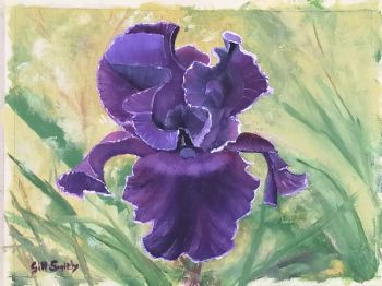 "Dutch Iris"