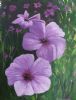 "Geranium "