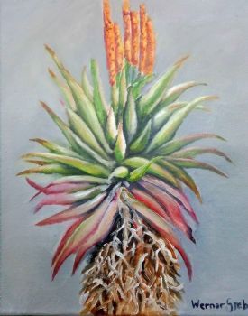 "Aloe"