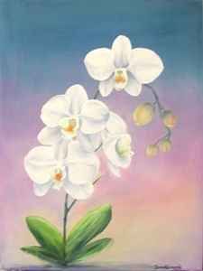 "Sunrise Orchids"