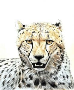 "Cheetah"