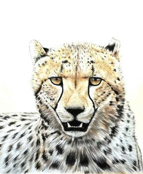 "Cheetah"