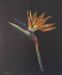 Strelitzia