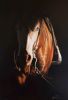 "A CT Gunner - AQHA Stallion"