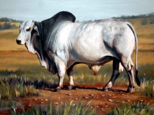 "Brahman Bull BHH 0409"