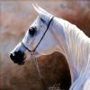 "Arabian Mare"