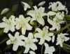 "White Lillies"