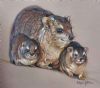 "Rock Hyrax (Dassie)"