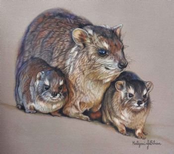 "Rock Hyrax (Dassie)"