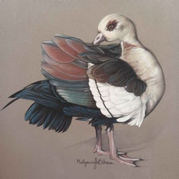 "Egyptian Goose"