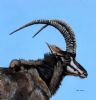 "Sable Portrait"