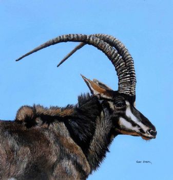 "Sable Portrait"