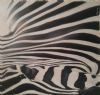 "Zebra Collection No 3"
