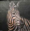"Large Zebra Collection nr 3"