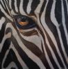 "Zebra Collection No 8"