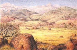 "Namibia Grass"